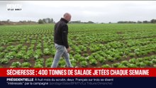 Trop petite et en dessous des calibres... À cause de la sécheresse, ce producteur de salade jette 400 tonnes par semaine