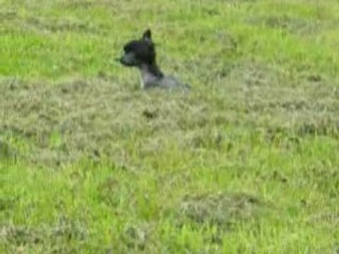 Of crazy debbie Femelle nue noire