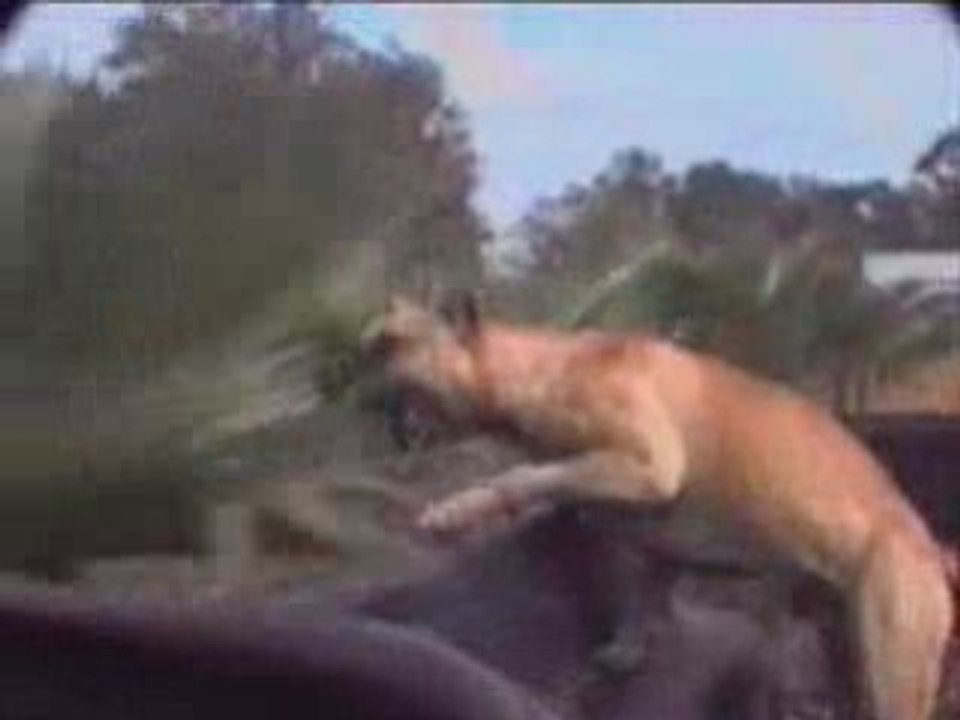 Animaux2