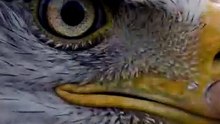 Inside a Bald Eagle's Brain 🧠🦅 | How This Predator Controls Its Body