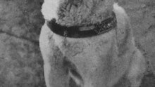 Une vie : le chien Hachikō