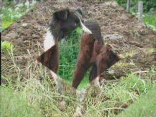 Diaporama elevage Freyssac