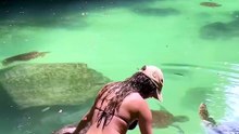 Elle nageait paisiblement avec des tortues… jusqu’au coup de bec surprise !