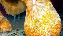 Meet the Polish Chicken with the Most Hilarious Afro Hairstyle! 😂