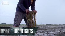 Mga magsasaka sa Pampanga, paulit-ulit na nalulugi dahil sa baha | Reporter’s Notebook