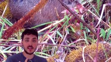 Pourquoi tuer des renards ne sert à rien ! #renard #nuisible #france #politique #animaux