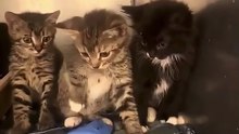 Kitten Holy Water