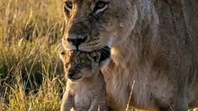 This Cub Can't Survive an Hour Without Her | Lion Cub Survival | Deep Wildlife