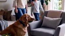 🐶 This Dog Thinks the Chair Is HIS! 😂 | AI-Generated Funny Dog