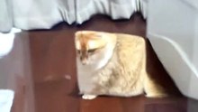 #funny_pets_animals_funny