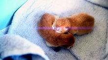 How kitten Pudding grow up from 0 to 12