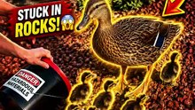 Firefighters Rescue Ducklings Trapped Underground | Heartwarming Animal Rescue