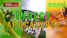 Nanganganib na bang maubos ang mga insekto sa mundo? | Born To Be Wild
