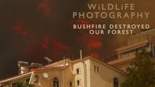 Athens Bushfire Destroys Forest Ravine: Wildlife Loss and Sparrows Hawk Nest Gone