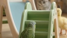 Kitten, Parrot & Duckling Take Turns on a Tiny Slide!