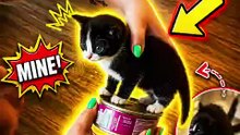 Kitten Claims the Food Can and Refuses to Get Down – Little King Energy