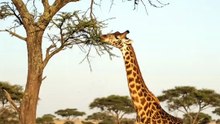 This Tree Just Warned Every Tree Around It | Acacia Chemical Defense | Deep Wildlife