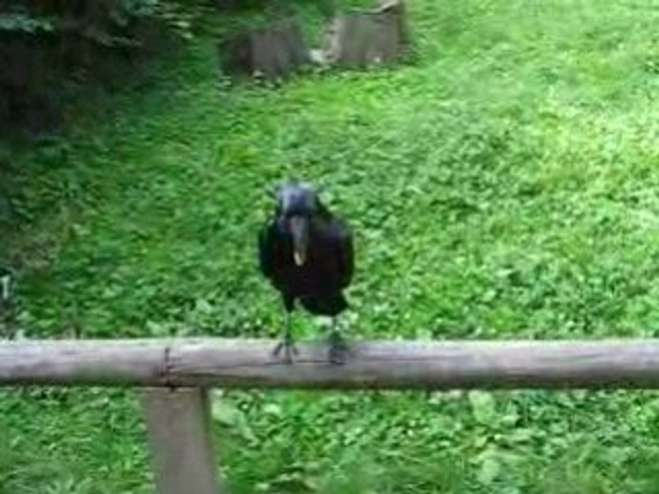 Raben in der Fasanerie Wiesbaden 1