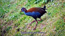 Saracura