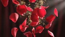 Red Rose Falling Background HD 4K | Romantic Love & Wedding Background Video
