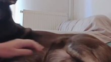 MY DOG CAME WITH SOUND EFFECTS 🐶🐾