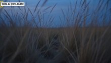 Inside the Secret Life of Lions | A Wildlife Documentary
