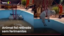 Bombeiros usam escavadeira para resgatar boi que caiu em piscina em Mato Grosso