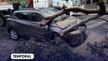 Árvore de grande porte cai sobre dois carros no Bairro de Lourdes em BH