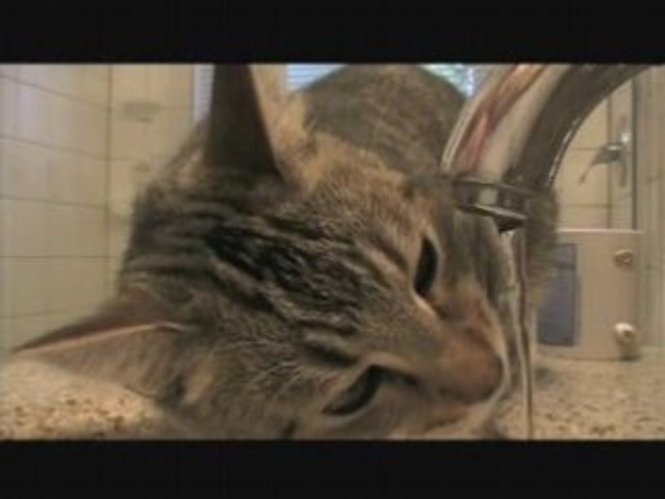 The Cats Drinking