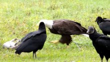 AERIAL HUNTER