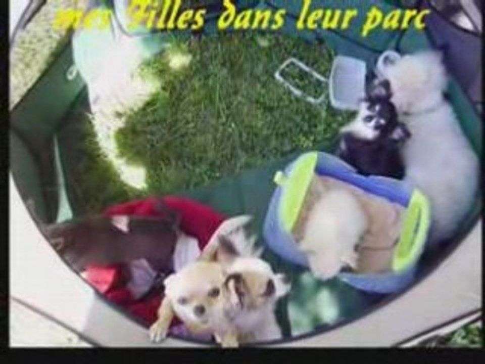 Les Chis du 20 juillet