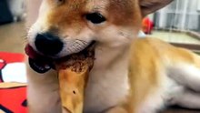 Dog Chewing Bone ASMR