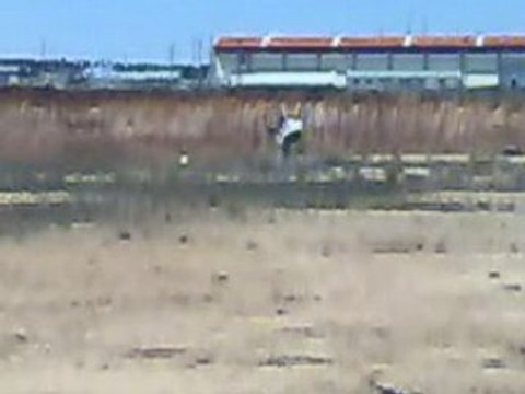 alinin trex 450 se v2 18052008040