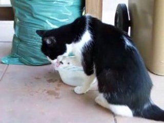 L'eau à la patte (chat)