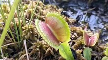 This Plant Moves Faster Than Most Animals Can React | Venus Flytrap | Deep Wildlife