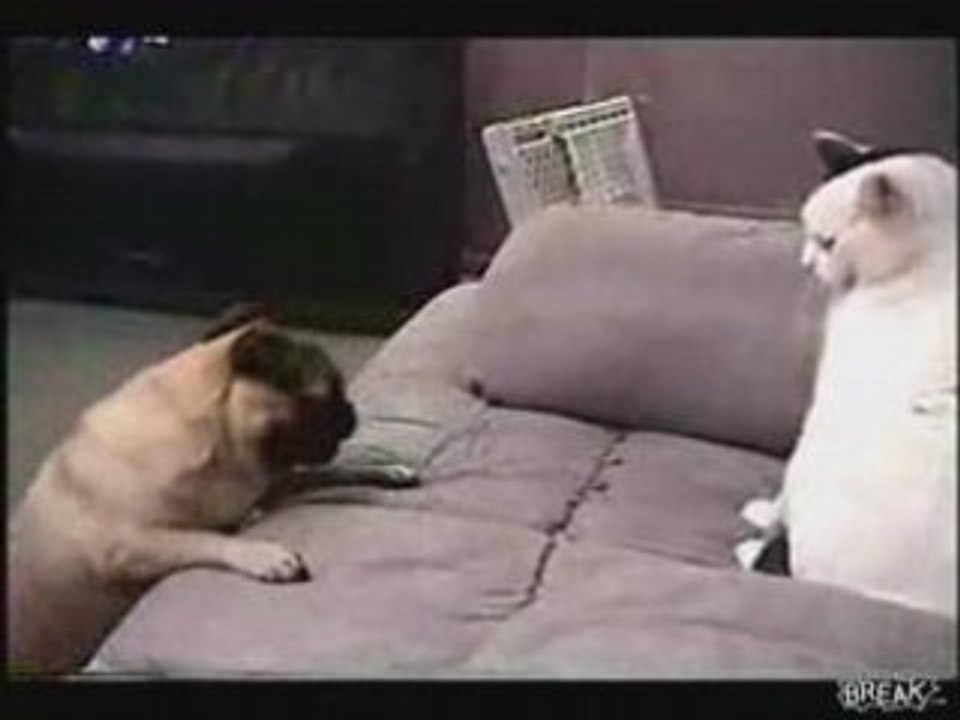 Chien vs Chat