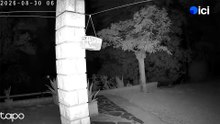 Un loup traverse une terrasse a Livron