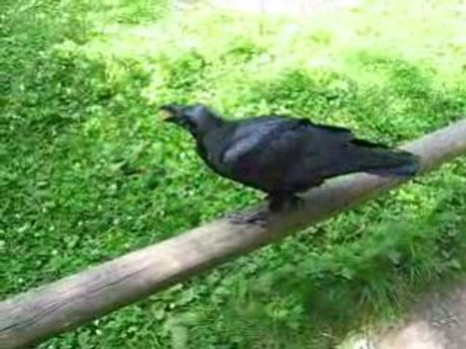 Raben in der Fasanerie Wiesbaden 2