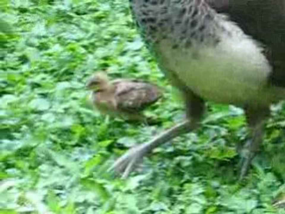 Pfau in der Fasanerie Wiesbaden