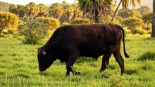 Enorme Bando Livra Boi GIGANTE de Dezenas de CARRAPATOS MORTÍFEROS