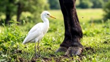 Enxame Remove Dezenas de Parasitas GIGANTES de Cavalo em Desespero.