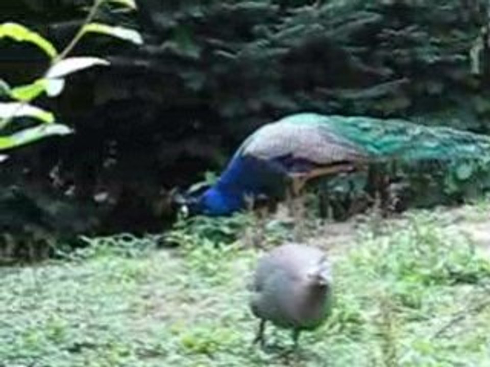 Pfau in der fasanerie wiesbaden 1