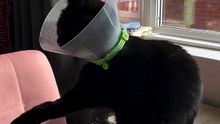 funny pets🔥 Top Amazing Moments 💯