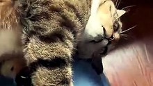 Funny Pets 🔥 Top Amazing Moments 💯 super funny cats