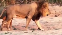 Two lion fight for land