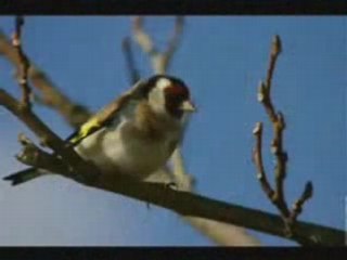 Naima Dziria El meknine ezzine