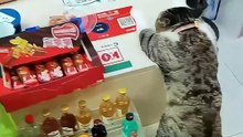 Pets - cats & dogs - Funny Video - Amazing! 001