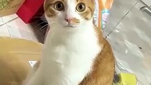 Pets - Funny Video - Amazing! 001