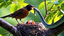 A Bird Enjoying a Snack 🐦🍿😂