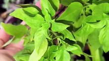 Acalme o corpo e a mente com plantas medicinais. #Naturais …